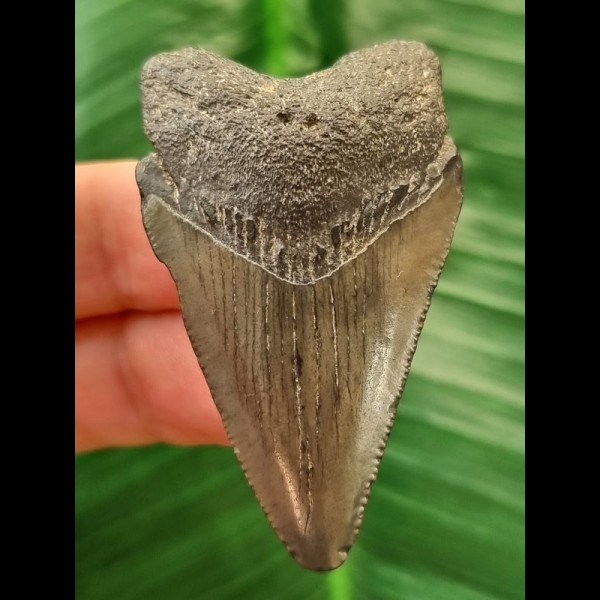 5.2 cm dagger-shaped tooth of the Megalodon