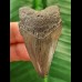5.2 cm dagger-shaped tooth of the Megalodon