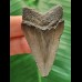 5.2 cm dagger-shaped tooth of the Megalodon