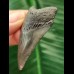 5.2 cm dagger-shaped tooth of the Megalodon