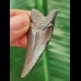 5.2 cm dagger-shaped tooth of the Megalodon