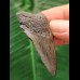 5.2 cm dagger-shaped tooth of the Megalodon