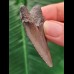 5.2 cm dagger-shaped tooth of the Megalodon