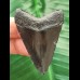 4.9 cm black tooth of the Megalodon