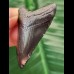 4.9 cm black tooth of the Megalodon