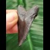 4.9 cm black tooth of the Megalodon