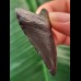 4.9 cm black tooth of the Megalodon