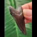 4.9 cm black tooth of the Megalodon