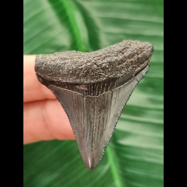 4.6 cm blue-grey tooth of the Megalodon