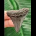 4.6 cm blue-grey tooth of the Megalodon
