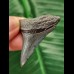4.6 cm blue-grey tooth of the Megalodon