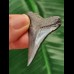 4.6 cm blue-grey tooth of the Megalodon