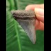 4.6 cm blue-grey tooth of the Megalodon