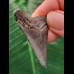 4.6 cm blue-grey tooth of the Megalodon
