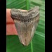4.6 cm beautifully coloured tooth of the Megalodon