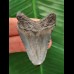 4.6 cm beautifully coloured tooth of the Megalodon