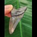 4.6 cm beautifully coloured tooth of the Megalodon