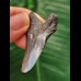 4.6 cm beautifully coloured tooth of the Megalodon
