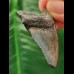 4.6 cm beautifully coloured tooth of the Megalodon