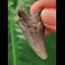 4.6 cm beautifully coloured tooth of the Megalodon
