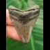 4.0 cm grey tooth of the Megalodon