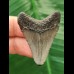 4.0 cm grey tooth of the Megalodon