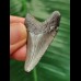 4.0 cm grey tooth of the Megalodon