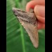 4.0 cm grey tooth of the Megalodon