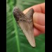 4.0 cm grey tooth of the Megalodon
