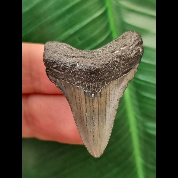 3.8 cm grey tooth of the Megalodon