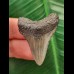 3.8 cm grey tooth of the Megalodon