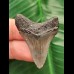 3.8 cm grey tooth of the Megalodon