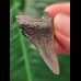 3.8 cm grey tooth of the Megalodon