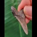 3.8 cm grey tooth of the Megalodon