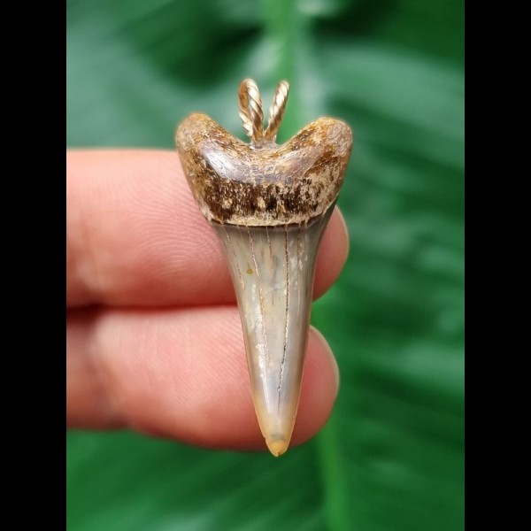 3.2 cm narrow tooth of the Mako shark as a pendant