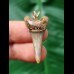3.2 cm narrow tooth of the Mako shark as a pendant