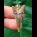 3.2 cm narrow tooth of the Mako shark as a pendant