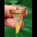 3,1 cm facettenreich gefärbter Zahn des Mako Hai als Anhänger