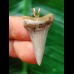 3,3 cm schmaler Zahn des Mako Hai als Anhänger