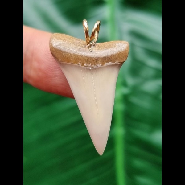 3.4 cm beautiful white tooth of the Mako shark as a pendant