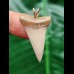 3.4 cm beautiful white tooth of the Mako shark as a pendant