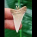 3.4 cm beautiful white tooth of the Mako shark as a pendant