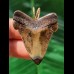 3.9 cm beautifully patterned tooth of the C. angustidens as a pendant