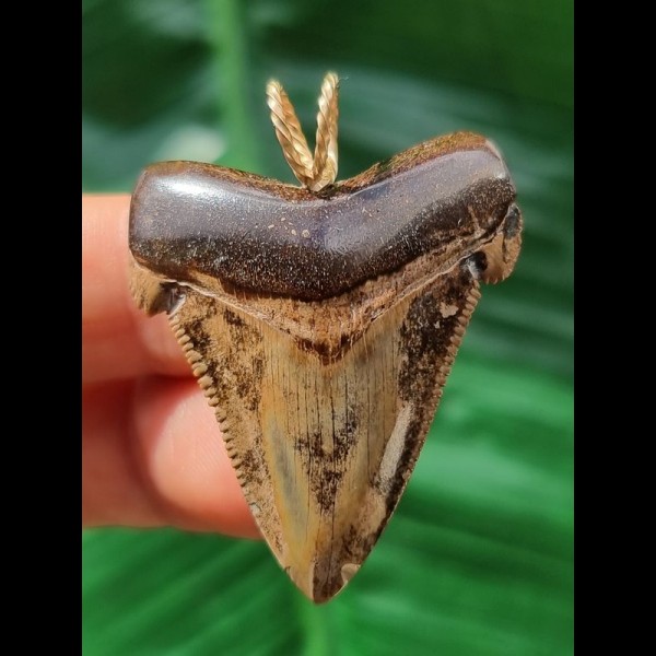 3.9 cm beautifully patterned tooth of the C. angustidens as a pendant