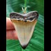 5,1 cm heller Zahn des Mako Hai als Anhänger