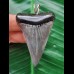 5,5 cm blau-grauer Zahn des Mako Hai als Anhänger