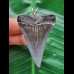 5,5 cm blau-grauer Zahn des Mako Hai als Anhänger