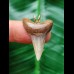 3.1 cm tooth of the Mako shark with narrow tooth crown