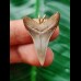 3.1 cm tooth of the Mako shark with narrow tooth crown