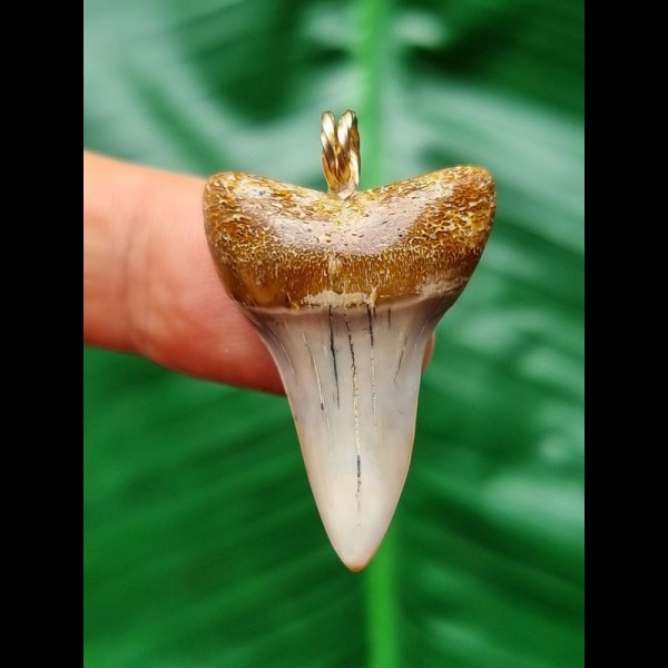 3.2 cm grey Mako shark tooth pendant